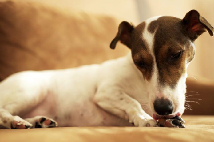 Jack Russell Terrier Licking Paw on Brown Sofa. Close-up of a white and brown Jack Russell Terrier dog lying on a couch and grooming its paw. Concept of pet hygiene Temaril-P for dogs is a combination antihistamine and steroid that can relieve itching and swelling symptoms.
