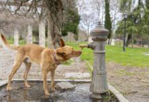 Diabetes Insipidus in Dogs Diabetes insipidus in dogs causes excessve thirst and urination in dogs.