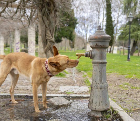 Diabetes Insipidus in Dogs Diabetes insipidus in dogs causes excessve thirst and urination in dogs.