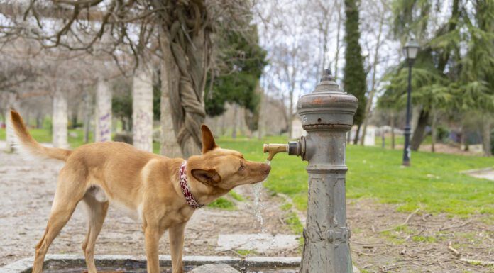 Diabetes insipidus in dogs causes excessve thirst and urination in dogs.