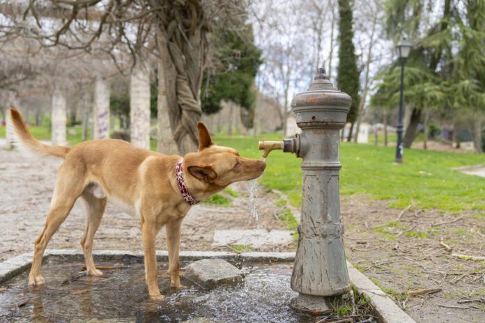 Dog drinks from fountain in park Diabetes insipidus in dogs causes excessve thirst and urination in dogs.