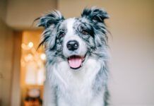 10 Signs Your Dog Is Happy A happy dog will signal their happiness with soft eyes, relaxed demeanor.