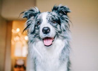 10 Signs Your Dog Is Happy A happy dog will signal their happiness with soft eyes, relaxed demeanor.