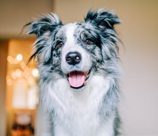 10 Signs Your Dog Is Happy A happy dog will signal their happiness with soft eyes, relaxed demeanor.