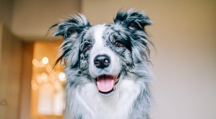 A happy dog will signal their happiness with soft eyes, relaxed demeanor.