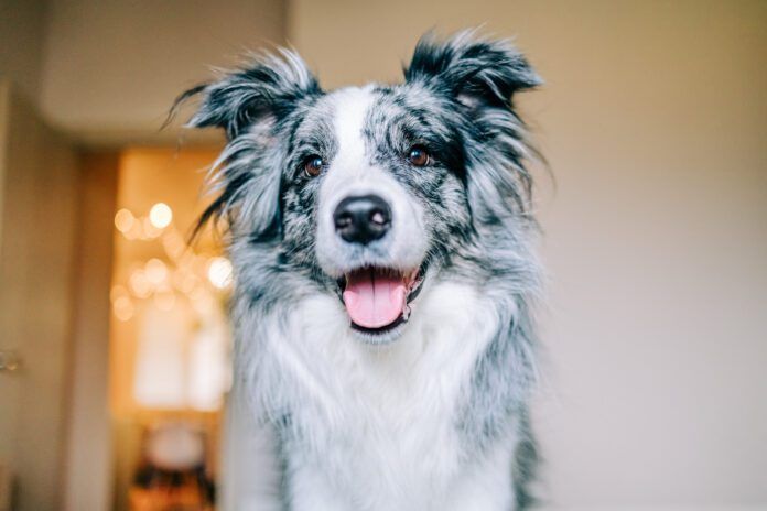 A happy dog will signal their happiness with soft eyes, relaxed demeanor.