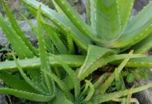 Aloe vera for dogs is a popular and safe anti-inflammatory.