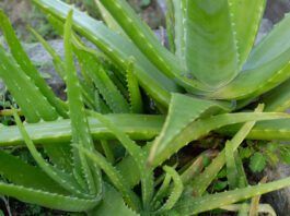 Aloe vera for dogs is a popular and safe anti-inflammatory.