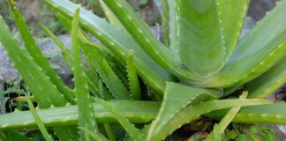 Aloe vera for dogs is a popular and safe anti-inflammatory.