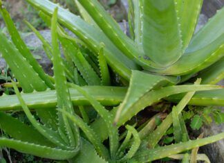 Aloe vera for dogs is a popular and safe anti-inflammatory.