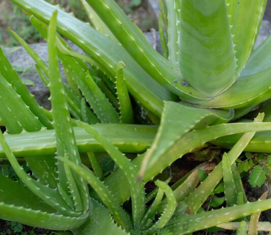 Aloe Vera for Dogs Aloe vera for dogs is a popular and safe anti-inflammatory.