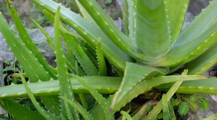 Aloe Vera for Dogs Aloe vera for dogs is a popular and safe anti-inflammatory.