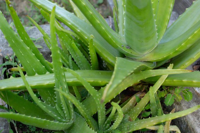 Aloe vera for dogs is a popular and safe anti-inflammatory.