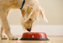 Dog water additives are sometimes presented as an alternative to brushing.