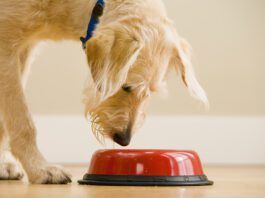 Water Additives Are Not a Magic Elixir Dog water additives are sometimes presented as an alternative to brushing.