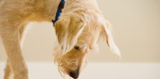 Dog water additives are sometimes presented as an alternative to brushing.