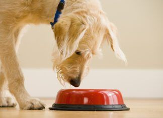 Water Additives Are Not a Magic Elixir Dog water additives are sometimes presented as an alternative to brushing.