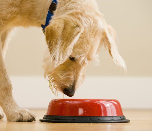Water Additives Are Not a Magic Elixir Dog water additives are sometimes presented as an alternative to brushing.