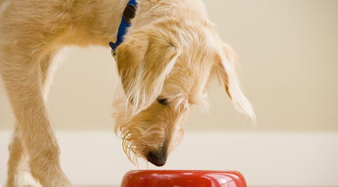 Water Additives Are Not a Magic Elixir Dog water additives are sometimes presented as an alternative to brushing.