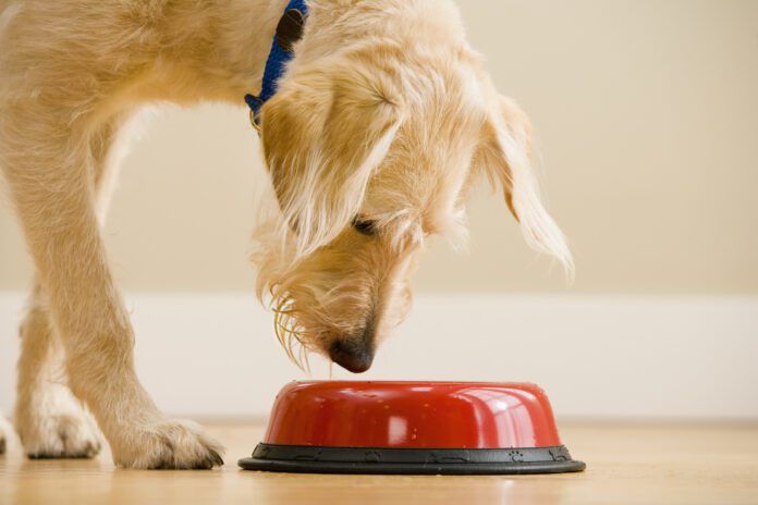 Dog water additives are sometimes presented as an alternative to brushing.
