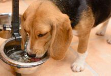 Excessive thirst is one of the signs of diabetes insipidus in dogs.
