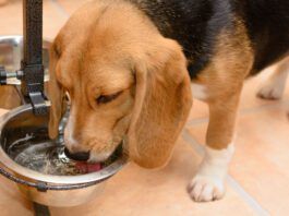 Diabetes Insipidus in Dogs Excessive thirst is one of the signs of diabetes insipidus in dogs.