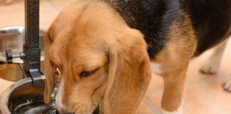 Excessive thirst is one of the signs of diabetes insipidus in dogs.