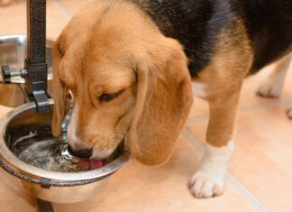 Excessive thirst is one of the signs of diabetes insipidus in dogs.