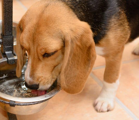 Excessive thirst is one of the signs of diabetes insipidus in dogs.