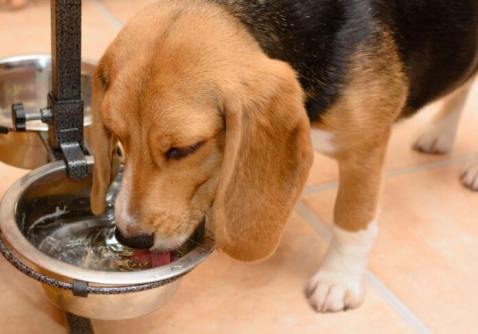 Dog drinking water from a metal bowl at home Excessive thirst is one of the signs of diabetes insipidus in dogs.