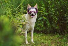 Choosing the Best Dog Goggles A dog shows off a pair of rex spec dog goggles.