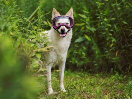 A dog shows off a pair of rex spec dog goggles.