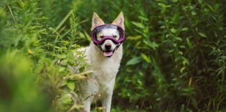 A dog shows off a pair of rex spec dog goggles.
