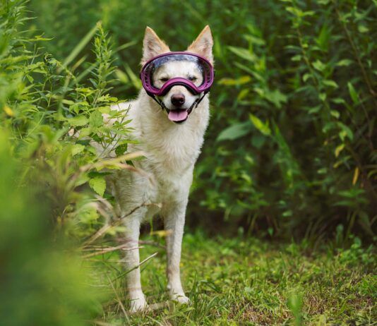 Choosing the Best Dog Goggles A dog shows off a pair of rex spec dog goggles.