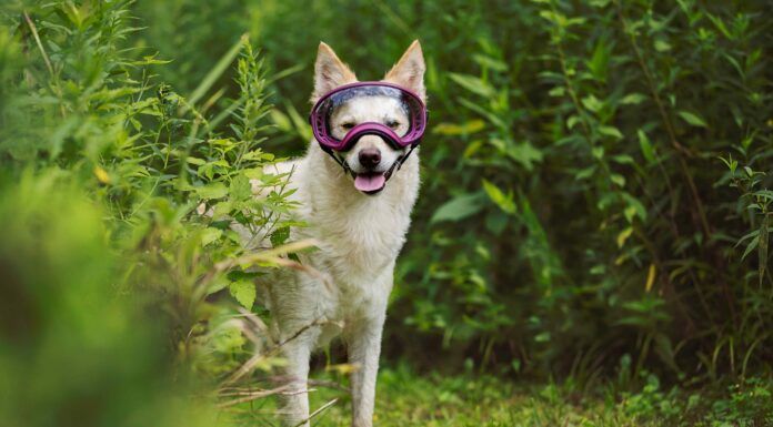 A dog shows off a pair of rex spec dog goggles.