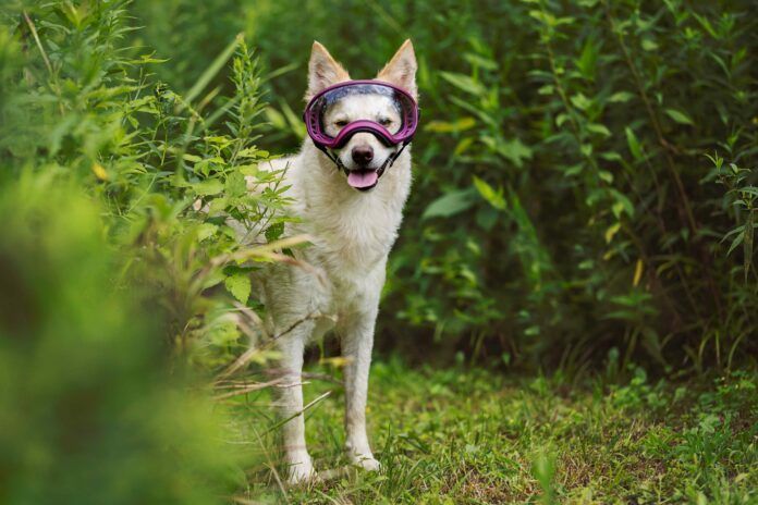 Mudi wearing Rex Specs A dog shows off a pair of rex spec dog goggles.