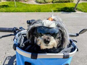 Dog goggles can protect a dog who is riding in an open air vehicle.