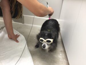 A Tibetan spaniel wearing a set of dog goggles.