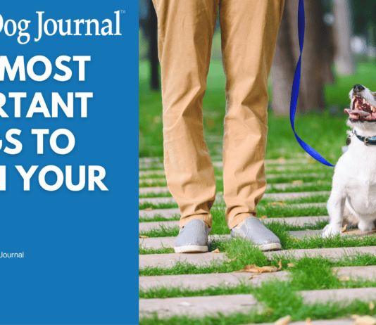 The Most Important Things to Teach Your Dog