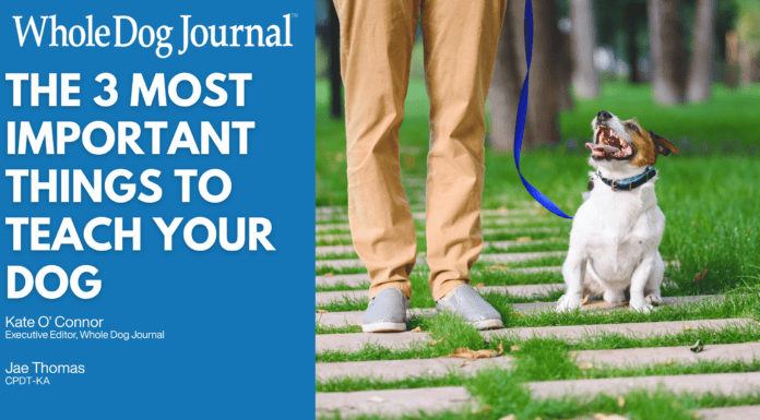 The Most Important Things to Teach Your Dog