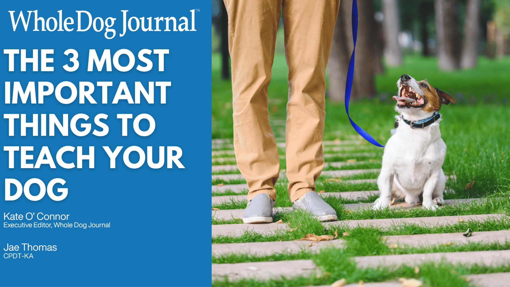 The Most Important Things to Teach Your Dog