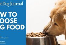 Video: How to Choose the Right Dog Food