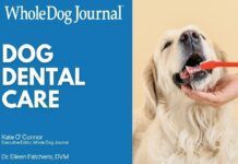 How to Take Care of Your Dog’s Teeth