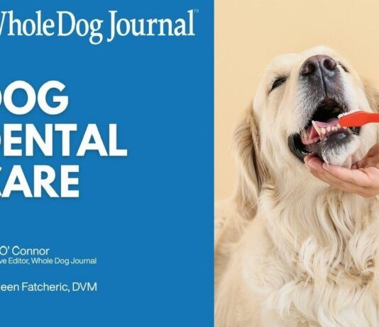 How to Take Care of Your Dog’s Teeth