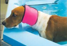 There are no dog ear plugs, but dog ear covers like swim snoods can keep water out of your dog's ears.
