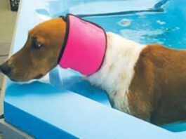 There are no dog ear plugs, but dog ear covers like swim snoods can keep water out of your dog's ears.