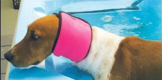There are no dog ear plugs, but dog ear covers like swim snoods can keep water out of your dog's ears.
