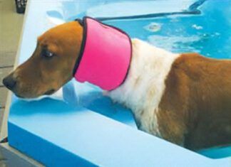 There are no dog ear plugs, but dog ear covers like swim snoods can keep water out of your dog's ears.