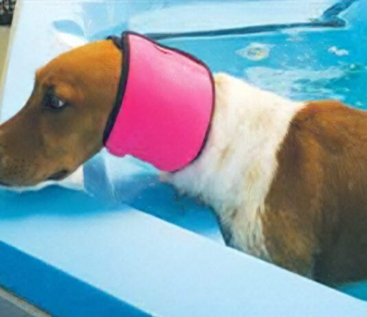 Dog Ear Plugs: What To Know About Ear Covers and Swimming Snoods for Dogs There are no dog ear plugs, but dog ear covers like swim snoods can keep water out of your dog's ears.