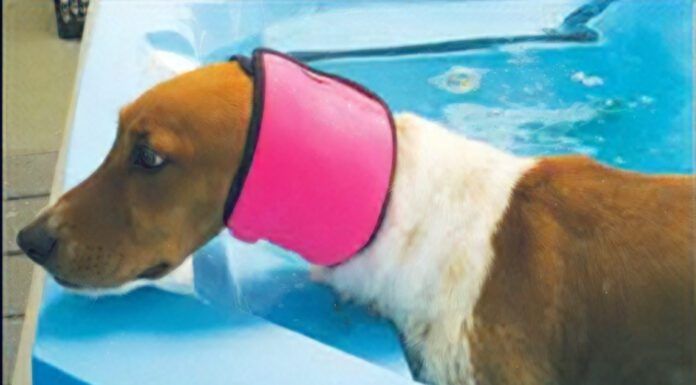 Dog Ear Plugs: What To Know About Ear Covers and Swimming Snoods for Dogs There are no dog ear plugs, but dog ear covers like swim snoods can keep water out of your dog's ears.